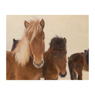 Cute Icelandic Horses Together Wood Wall Art