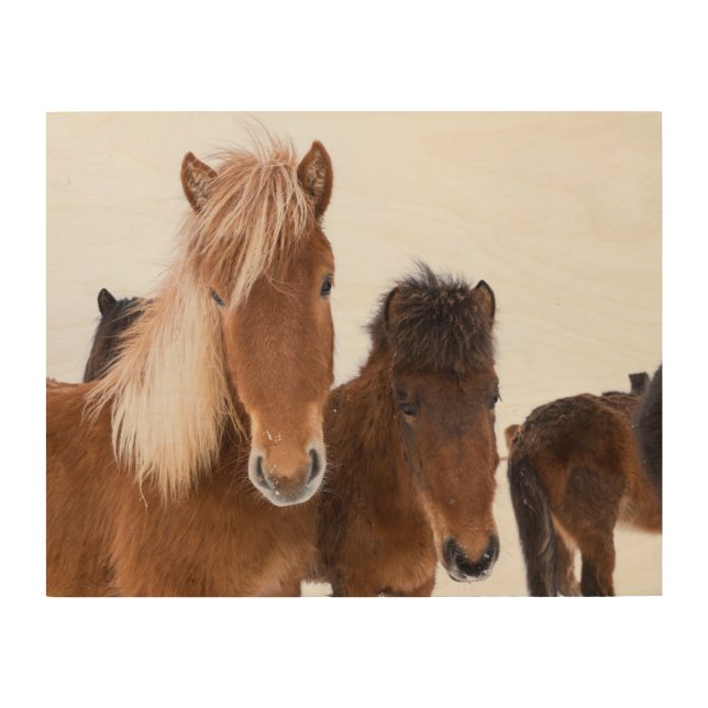 Cute Icelandic Horses Together Wood Wall Art (Front)