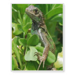Cute Iguana in a Bush Temporary Tattoos