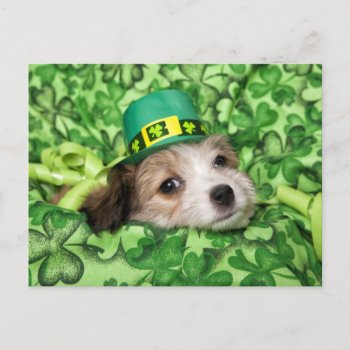 Cute Irish Puppy Background  Holiday Postcard by paul68 at Zazzle