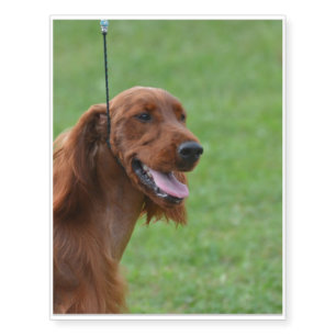 Cute Irish Setter Temporary Tattoos