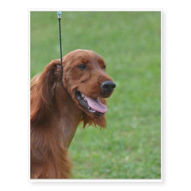 Cute Irish Setter Temporary Tattoos (Front)