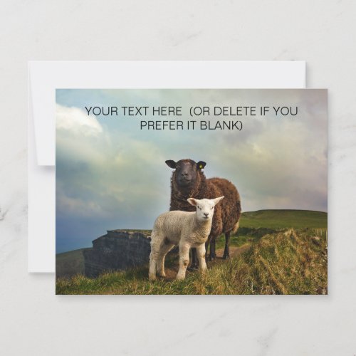 Cute Irish Sheep _ Ireland Travel Postcard