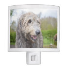 Cute Irish Wolfhound