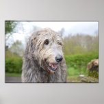 Cute Irish Wolfhound Poster