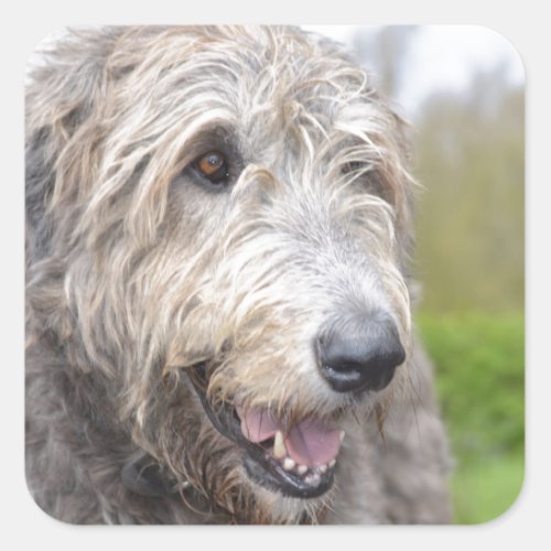 Cute Irish Wolfhound Square Sticker