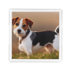 Cute Jack Russel Terrier Dog Photograph Acrylic Tray