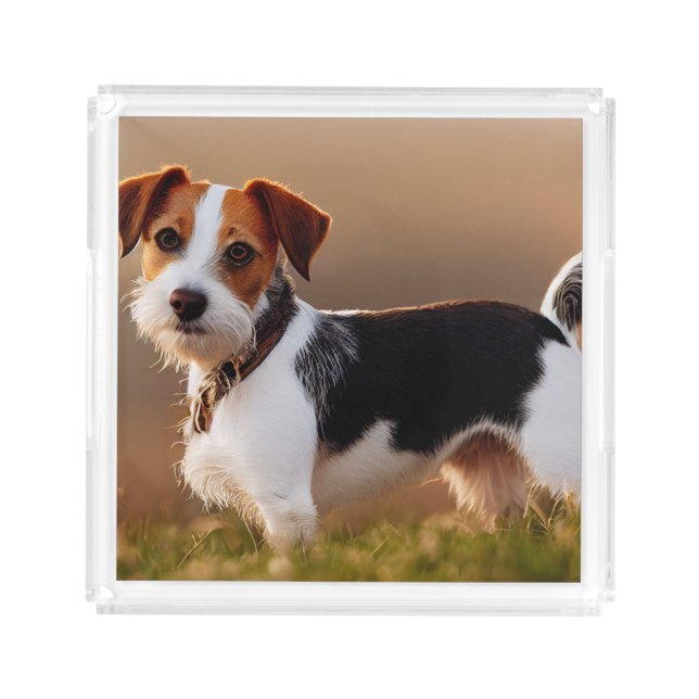 Cute Jack Russel Terrier Dog Photograph Acrylic Tray (Front)
