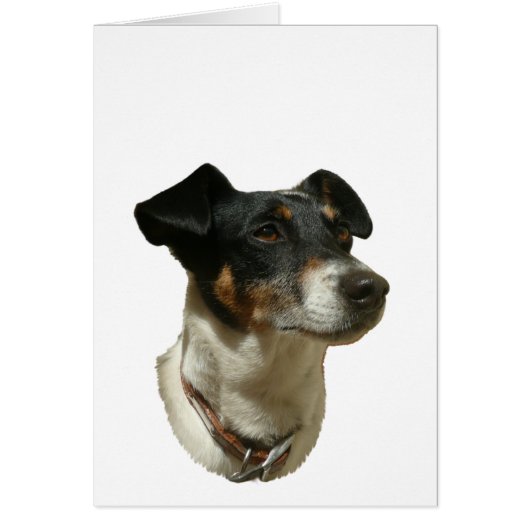 Cute Jack Russell Dog Cards (Front)