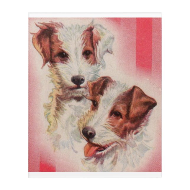 CUTE Jack Russell terriers illustration Acrylic Print (Front)