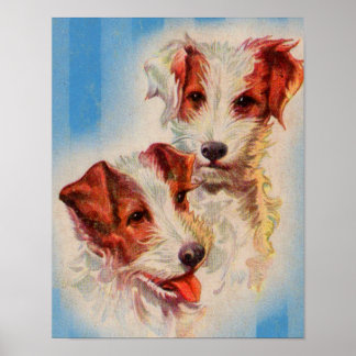 CUTE Jack Russell terriers Poster