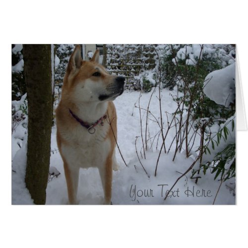 Cute japanese akita dog in the snow at christmas
