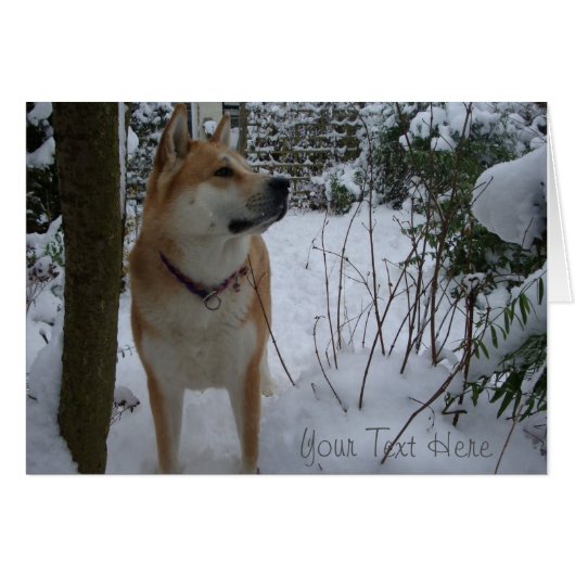 Cute japanese akita dog in the snow at christmas (Front Horizontal)