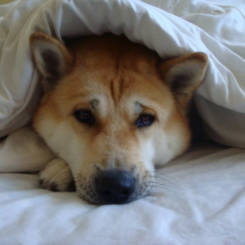 Cute japanese akita dog under bed blankets card