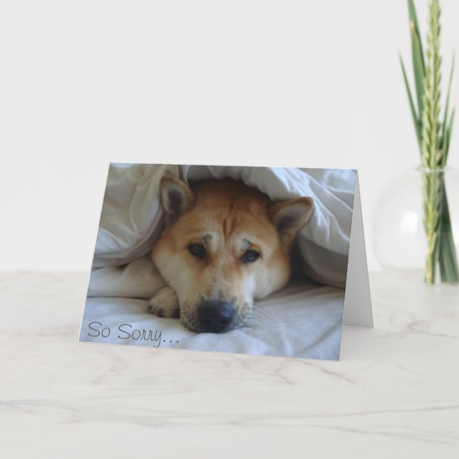 Cute japaneses akita under bed blankets sorry card (Front)