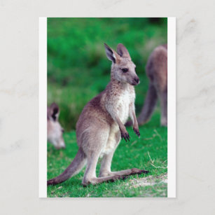 Cute joey baby Kangaroo Postcard