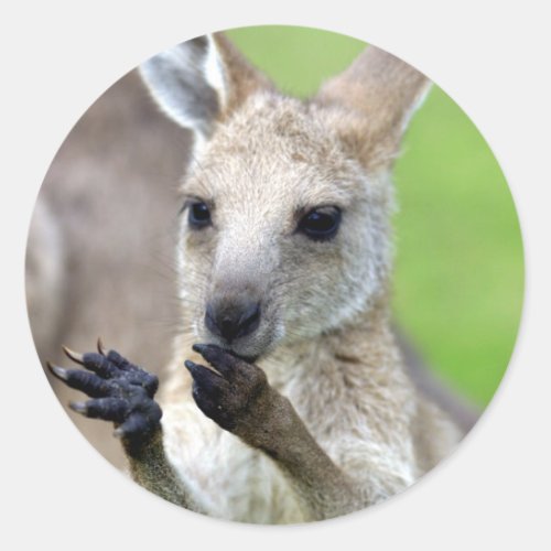 Cute joey kangaroo classic round sticker