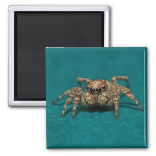 Cute Jumping Spider Photo Magnet
