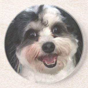 Cute K-Cee Zuchon Dog Smile 2 Coaster