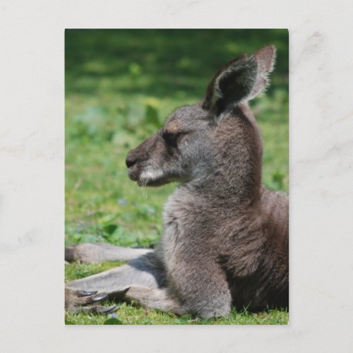 Cute Kangaroo Postcards