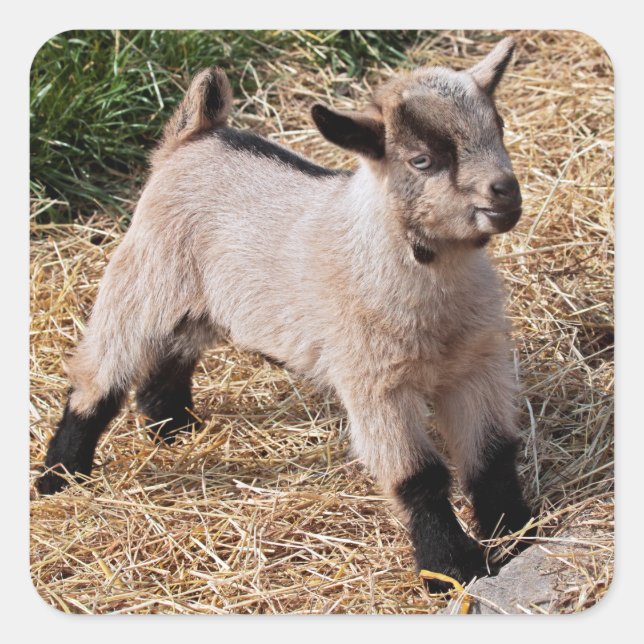 Cute Kid Sticker (Front)