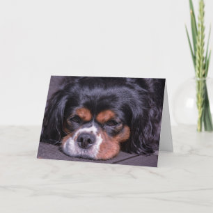 Cute  King Charles Cavalier Dog Birthday Card