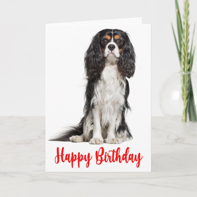 Cute  King Charles Cavalier Dog Birthday Card (Front)