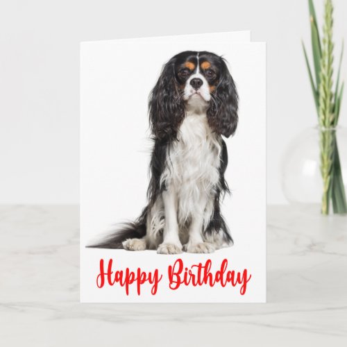 Cute  King Charles Cavalier Dog Birthday Card