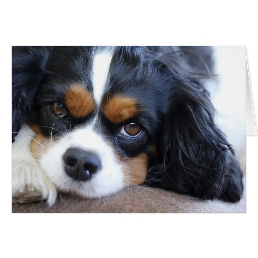 Cute King Charles Spaniel Dog Cards (Front Horizontal)