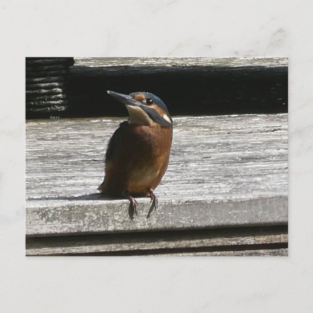 Cute Kingfisher Close Up DIY Postcard (Front)
