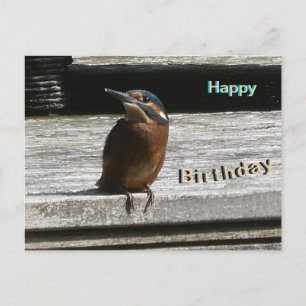 Cute Kingfisher Close Up Happy Birthday Postcard