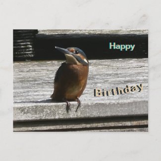 Cute Kingfisher Close Up Happy Birthday Postcard