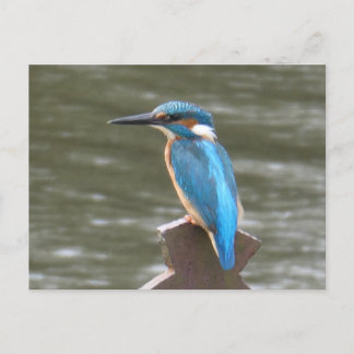 Cute Kingfisher DIY Postcard