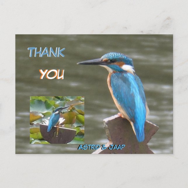 Cute Kingfishers Cust. Thank You Postcard (Front)