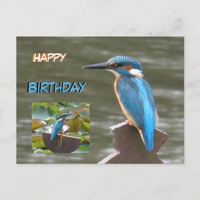 Cute Kingfishers Happy Birthday Postcard (Front)