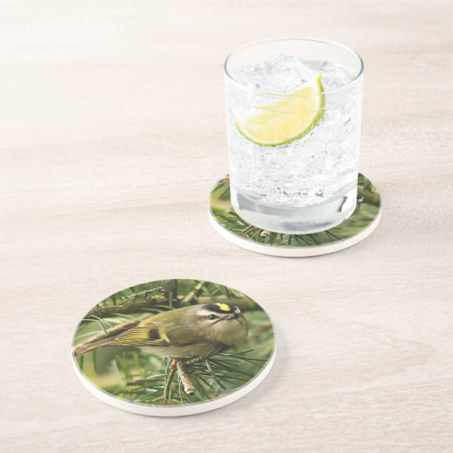 Cute Kinglet Songbird Causes a Stir in the Fir Coaster (Side)