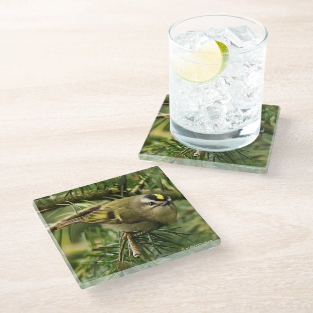 Cute Kinglet Songbird Causes a Stir in the Fir Glass Coaster (Angled)