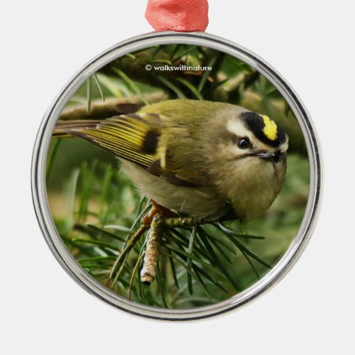 Cute Kinglet Songbird Causes a Stir in the Fir Metal Ornament