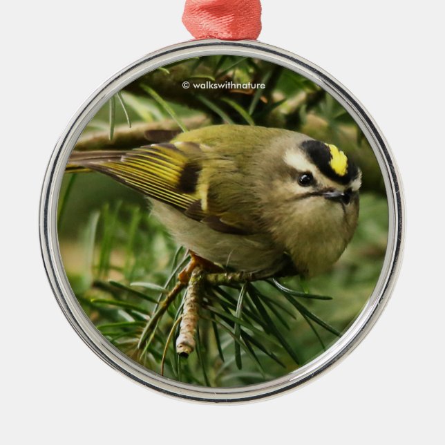 Cute Kinglet Songbird Causes a Stir in the Fir Metal Ornament (Front)