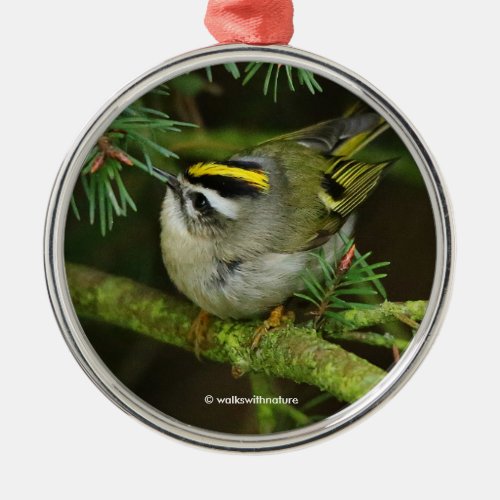 Cute Kinglet Songbird Causes a Stir in the Fir Metal Ornament