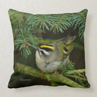 Cute Kinglet Songbird Causes a Stir in the Fir