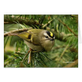 Cute Kinglet Songbird Causes Stir in the Fir (Front Horizontal)