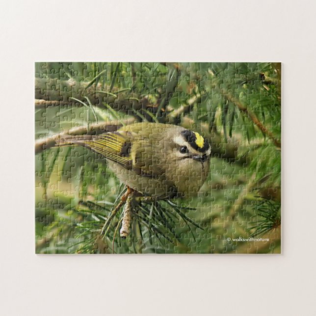 Cute Kinglet Songbird Causes Stir in the Fir Jigsaw Puzzle (Horizontal)