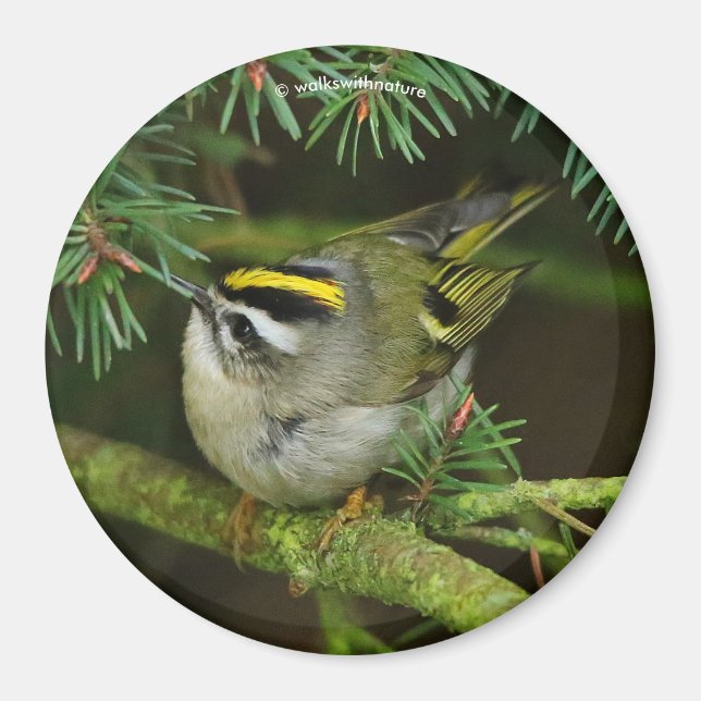 Cute Kinglet Songbird Causes Stir in the Fir Magnet (Front)