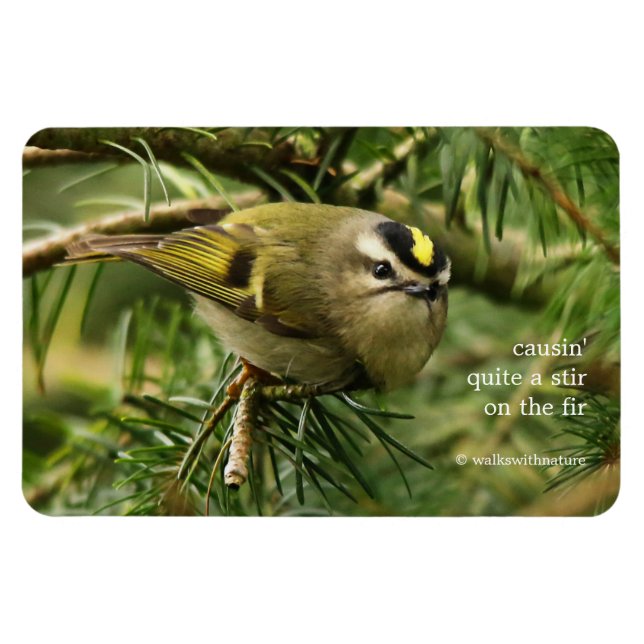 Cute Kinglet Songbird Causes Stir in the Fir Magnet (Horizontal)