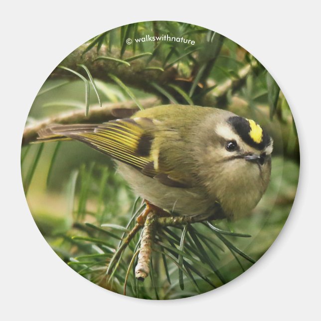 Cute Kinglet Songbird Causes Stir in the Fir Magnet (Front)