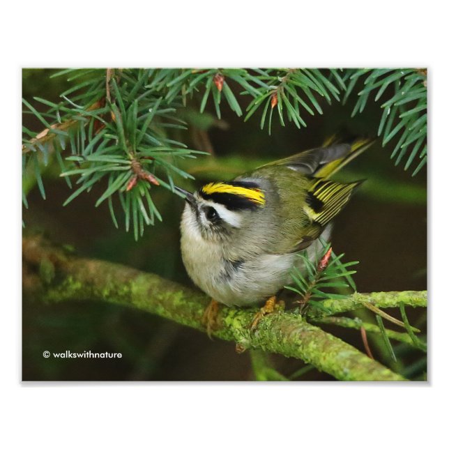 Cute Kinglet Songbird Causes Stir in the Fir Photo Print (Front)