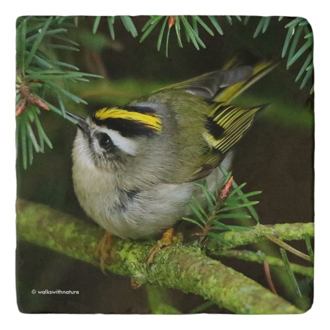 Cute Kinglet Songbird Causes Stir in the Fir Trivet (Front)