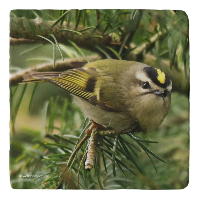 Cute Kinglet Songbird Causes Stir in the Fir Trivet (Front)