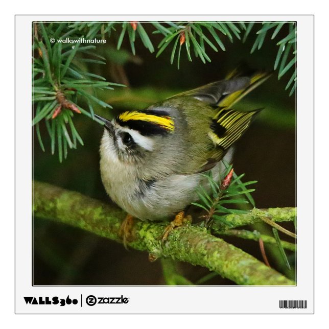 Cute Kinglet Songbird Causes Stir in the Fir Wall Sticker (Front)